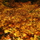 紅葉の絨毯