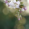 ヒマラヤ桜の開花