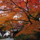 紅葉のトンネル