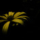 A certain flower028
