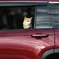 VIP DOG