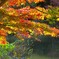 The sparkle of autumn leaves