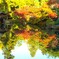 shines in the water surface