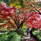 紅葉の小径