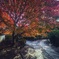 紅葉錦