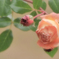 秋薔薇