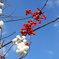 「紅白」