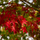 蓼科の紅葉