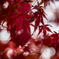 蓼科の紅葉