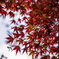 蓼科の紅葉
