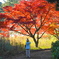萌える紅葉