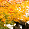 小倉祇園八坂神社