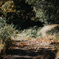 Seasons changing along the forest path