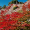 四季桜（川見四季桜の里）