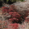 四季桜