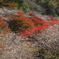 柿ケ入遊歩道の四季桜