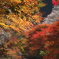 四季桜