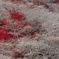 四季桜