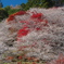 四季桜