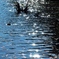Birds in the autumn pond