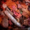 last autumn leaves