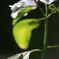 紫陽花に魅せられて