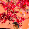 紅染