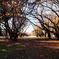 光が丘公園