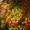 DSC00458_Original
