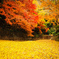 冬紅葉、黄金色の川
