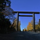 靖国神社の銀杏