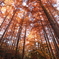 autumn leaves