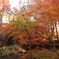 池の紅葉