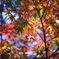 紅葉の色彩