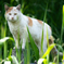 野良猫1