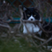 野良猫4