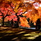 午後の紅葉