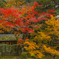 2024年 仁比山神社の紅葉 ６