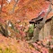 紅葉に包まれる古土塀