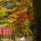 紅葉狩り