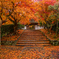 京都 安楽寺の散紅葉