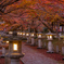 高山寺 紅葉 3