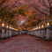 高山寺 紅葉 4