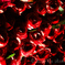 夜薔薇
