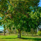 Ever Green