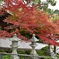茶室の紅葉