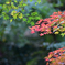 青紅葉赤もみじ