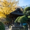 鎌倉　報国寺