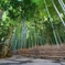 鎌倉　報国寺