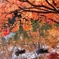 紅葉の見納め